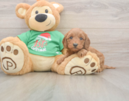 5 week old Mini Irish Doodle Puppy For Sale - Premier Pups