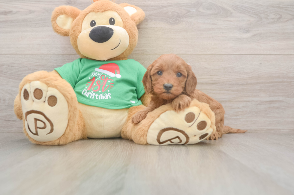 5 week old Mini Irish Doodle Puppy For Sale - Premier Pups