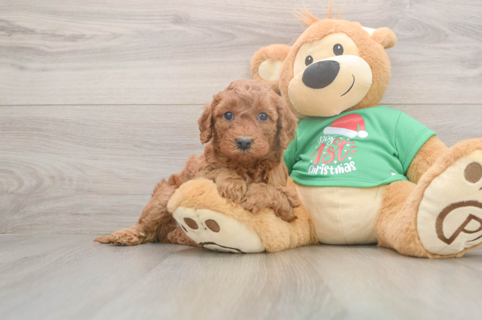 5 week old Mini Irish Doodle Puppy For Sale - Premier Pups