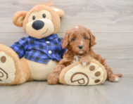 5 week old Mini Irish Doodle Puppy For Sale - Premier Pups