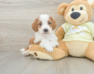 6 week old Mini Irish Doodle Puppy For Sale - Premier Pups