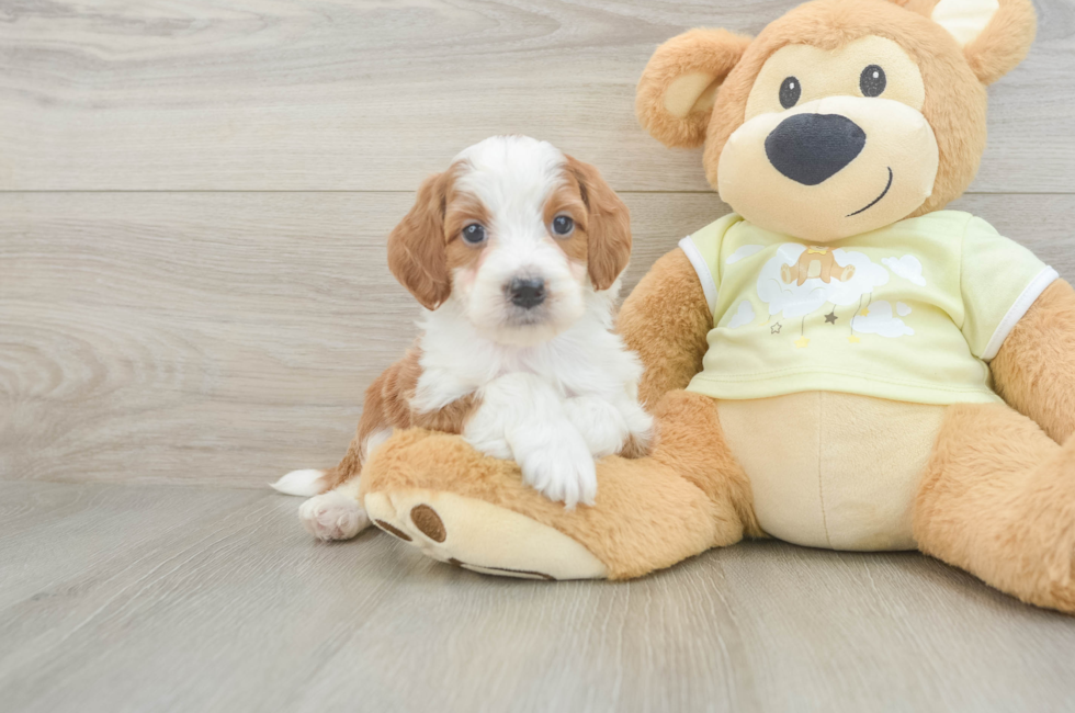 5 week old Mini Irish Doodle Puppy For Sale - Premier Pups
