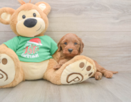 5 week old Mini Irish Doodle Puppy For Sale - Premier Pups