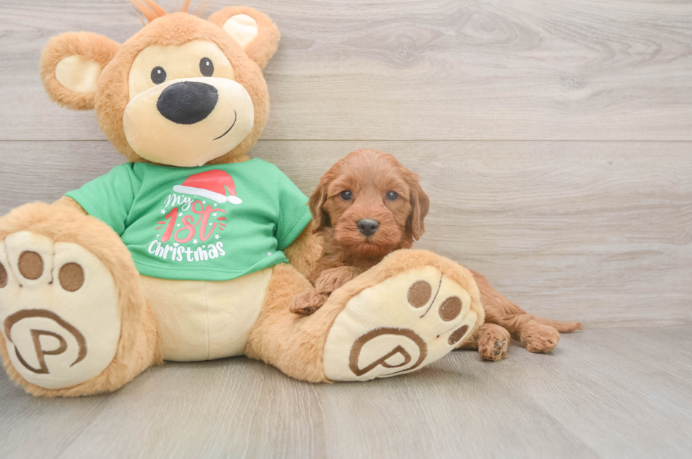 5 week old Mini Irish Doodle Puppy For Sale - Premier Pups