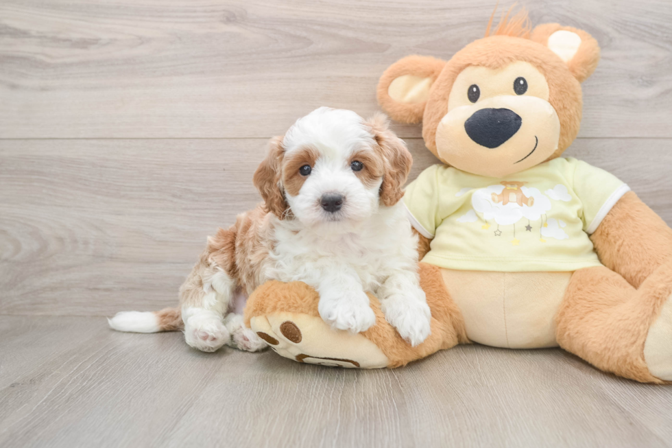 Hypoallergenic Mini Irishdoodle Poodle Mix Puppy