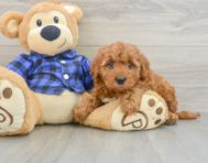 6 week old Mini Irish Doodle Puppy For Sale - Premier Pups