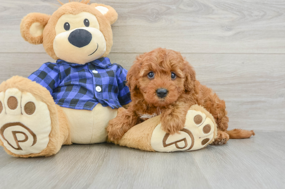 5 week old Mini Irish Doodle Puppy For Sale - Premier Pups