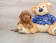 6 week old Mini Irish Doodle Puppy For Sale - Premier Pups