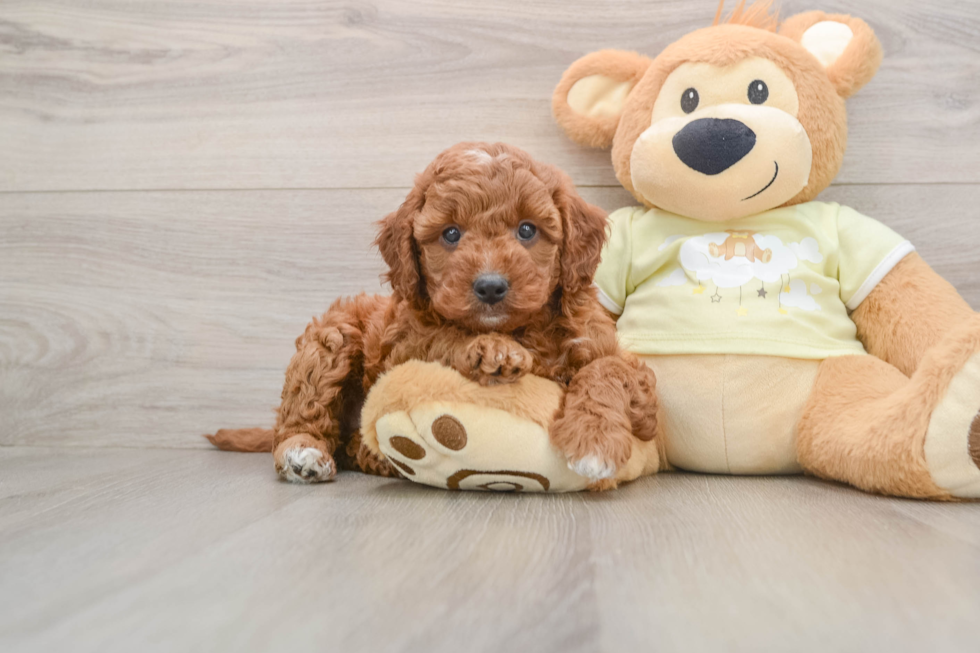 Petite Mini Irish Doodle Poodle Mix Pup