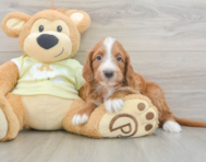 7 week old Mini Irish Doodle Puppy For Sale - Premier Pups