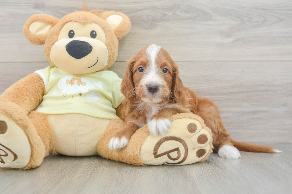 5 week old Mini Irish Doodle Puppy For Sale - Premier Pups