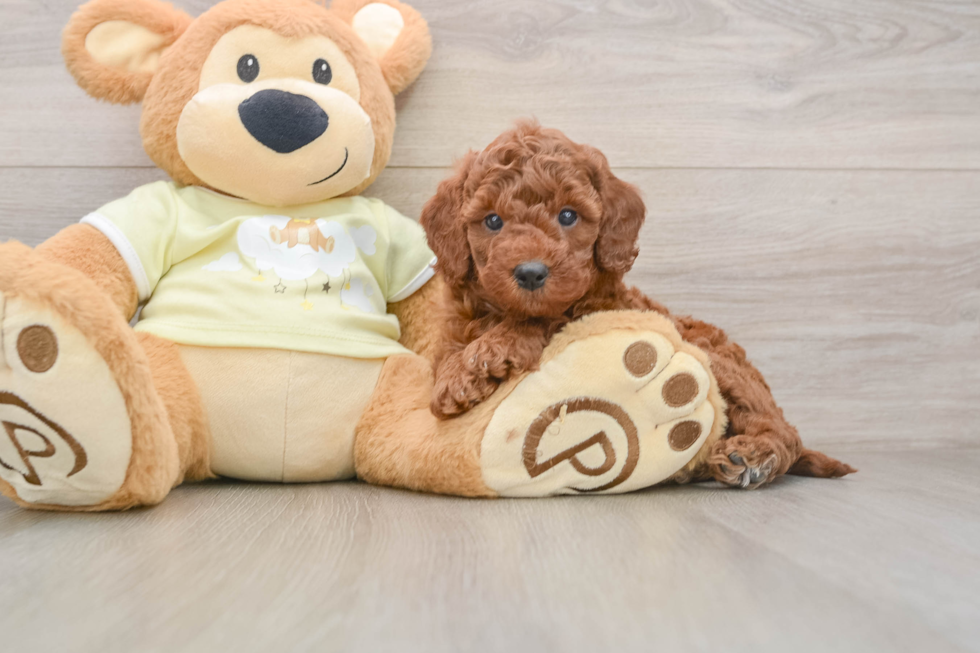 Funny Mini Irish Doodle Poodle Mix Pup