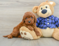5 week old Mini Irish Doodle Puppy For Sale - Premier Pups