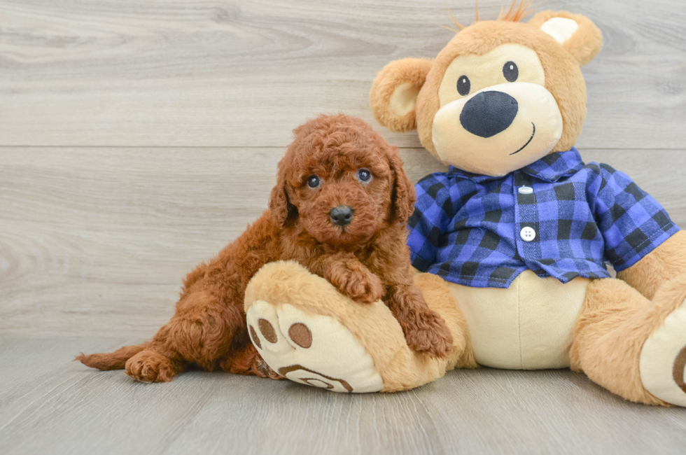 5 week old Mini Irish Doodle Puppy For Sale - Premier Pups
