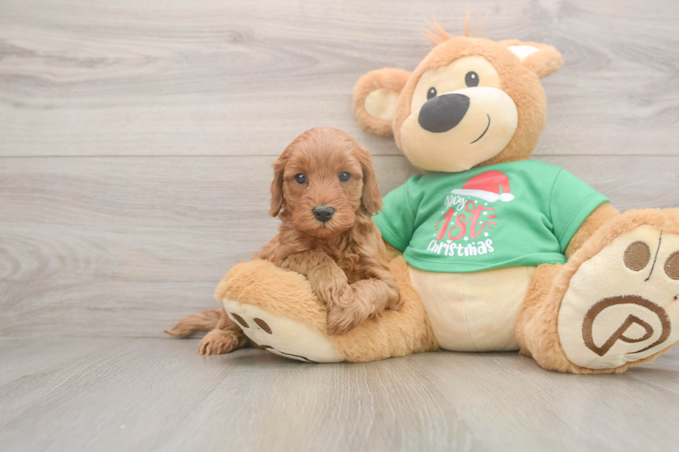 Mini Irish Doodle Pup Being Cute