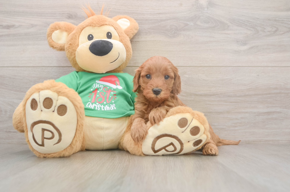 5 week old Mini Irish Doodle Puppy For Sale - Premier Pups