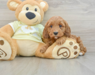 7 week old Mini Irish Doodle Puppy For Sale - Premier Pups