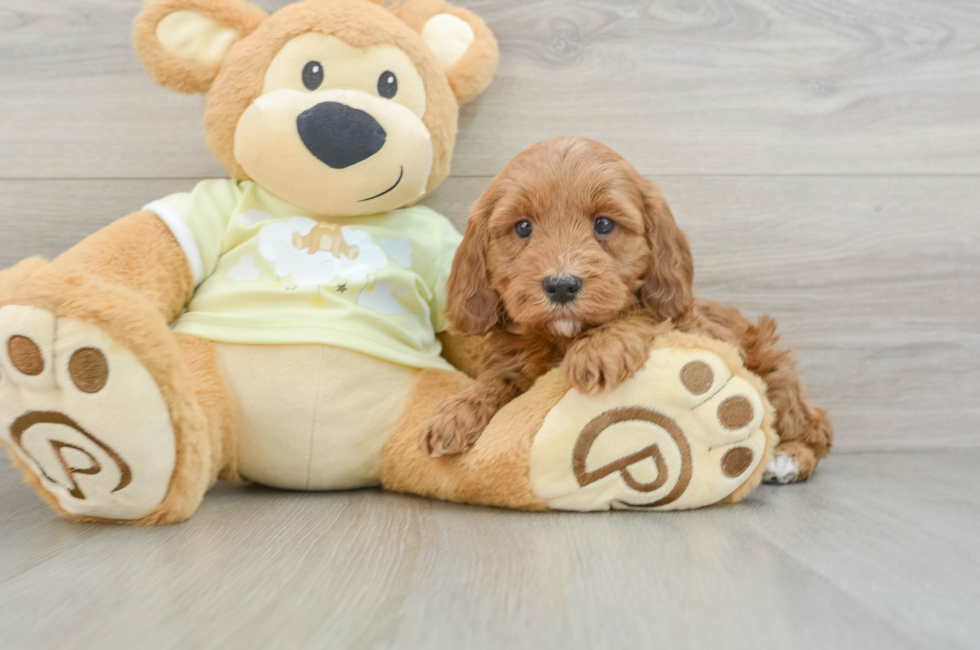 5 week old Mini Irish Doodle Puppy For Sale - Premier Pups