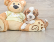 5 week old Mini Irish Doodle Puppy For Sale - Premier Pups