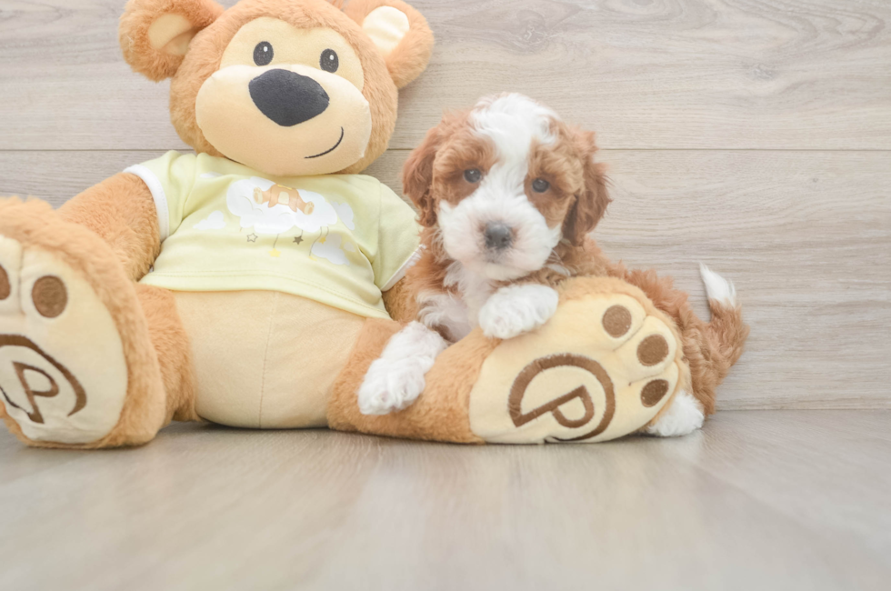 5 week old Mini Irish Doodle Puppy For Sale - Premier Pups