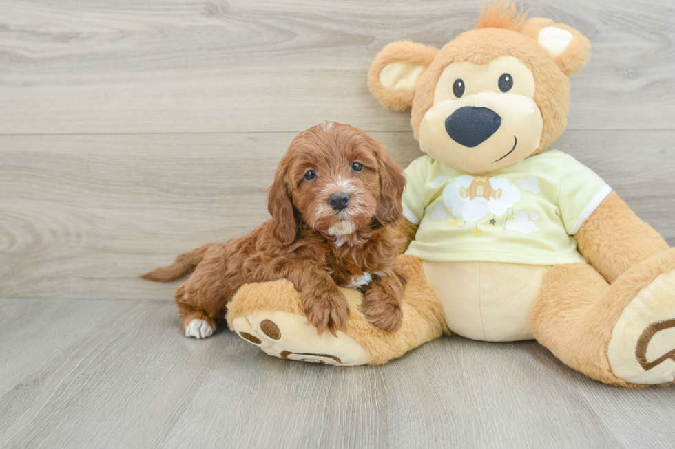 Hypoallergenic Setterdoodle Poodle Mix Puppy