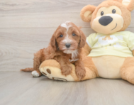5 week old Mini Irish Doodle Puppy For Sale - Premier Pups