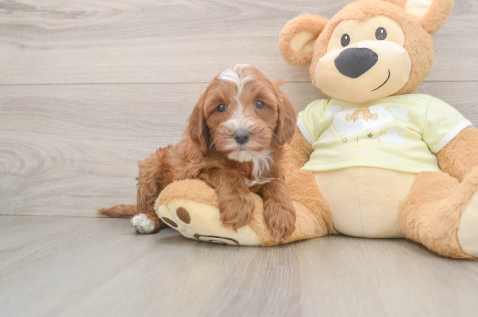 5 week old Mini Irish Doodle Puppy For Sale - Premier Pups