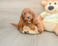 5 week old Mini Irish Doodle Puppy For Sale - Premier Pups