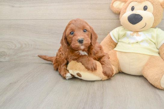 Funny Mini Irish Doodle Poodle Mix Pup