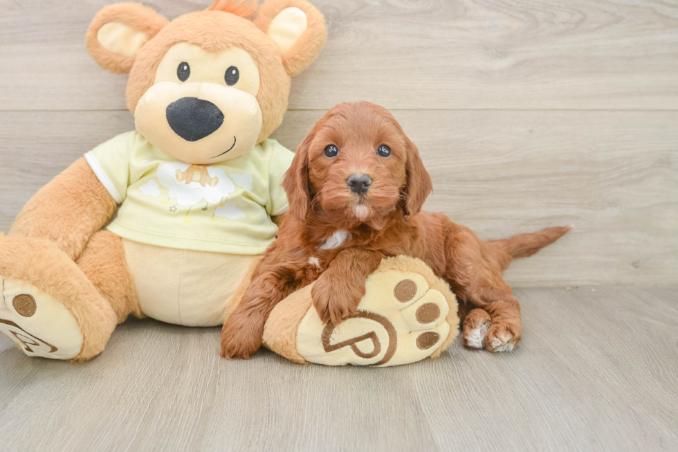 Best Mini Irish Doodle Baby