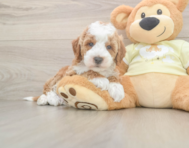 5 week old Mini Irish Doodle Puppy For Sale - Premier Pups