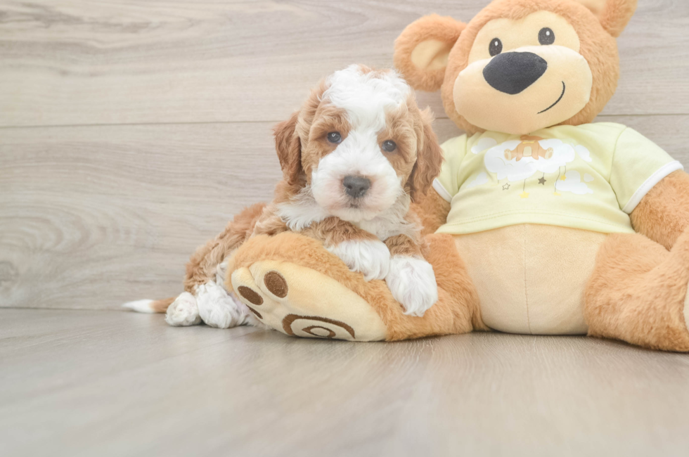 5 week old Mini Irish Doodle Puppy For Sale - Premier Pups