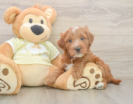 5 week old Mini Irish Doodle Puppy For Sale - Premier Pups