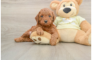 Mini Irish Doodle Pup Being Cute