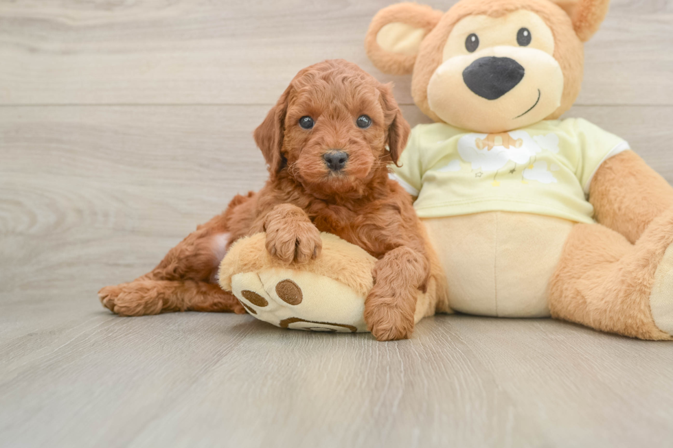 Mini Irish Doodle Pup Being Cute