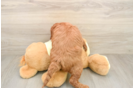 Smart Mini Irish Doodle Poodle Mix Pup