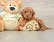 5 week old Mini Irish Doodle Puppy For Sale - Premier Pups