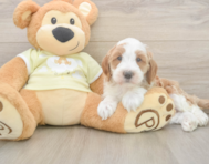 5 week old Mini Irish Doodle Puppy For Sale - Premier Pups