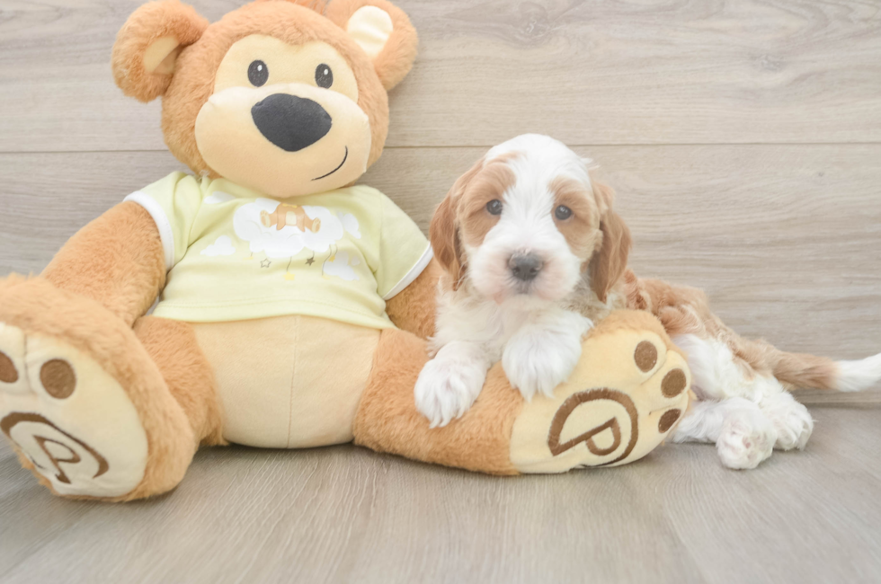 5 week old Mini Irish Doodle Puppy For Sale - Premier Pups