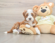 6 week old Mini Irish Doodle Puppy For Sale - Premier Pups