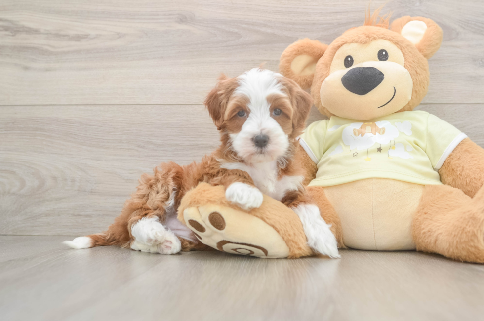 5 week old Mini Irish Doodle Puppy For Sale - Premier Pups