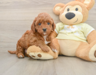 5 week old Mini Irish Doodle Puppy For Sale - Premier Pups