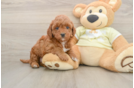 Popular Mini Irish Doodle Poodle Mix Pup