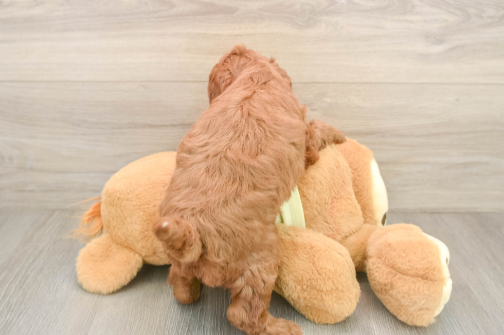 Best Mini Irish Doodle Baby