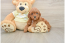 Popular Mini Irish Doodle Poodle Mix Pup