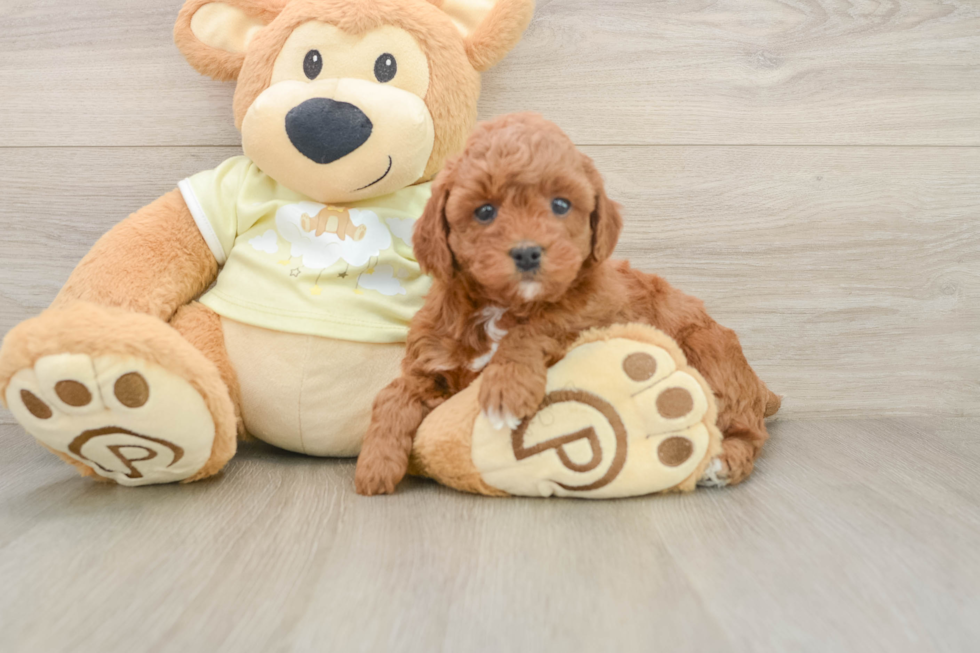 Popular Mini Irish Doodle Poodle Mix Pup