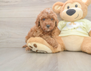 6 week old Mini Irish Doodle Puppy For Sale - Premier Pups