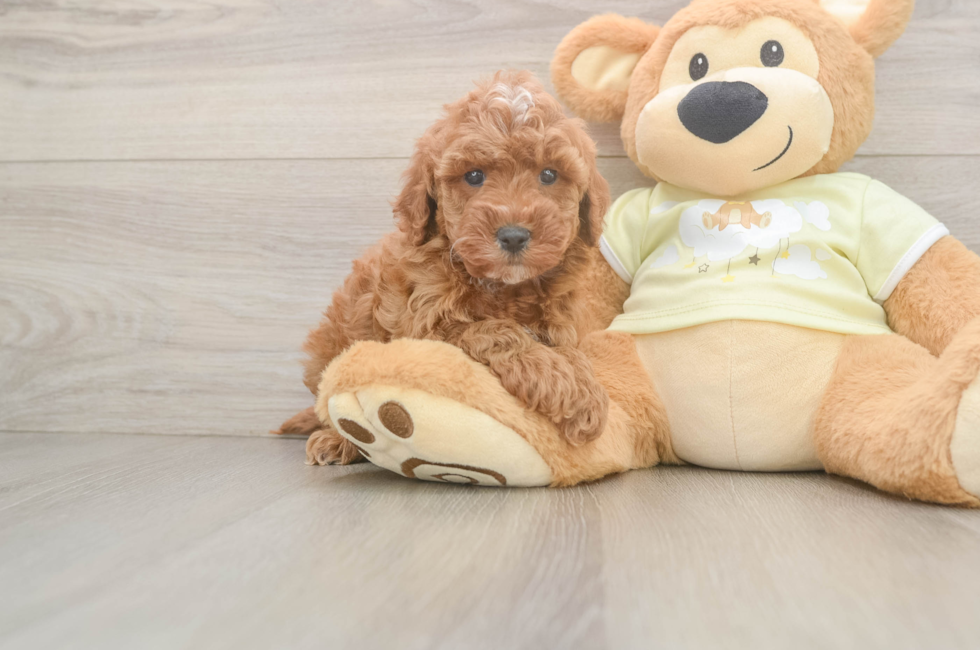 5 week old Mini Irish Doodle Puppy For Sale - Premier Pups