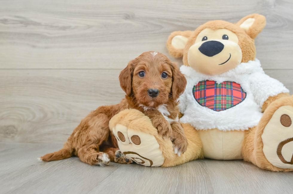 5 week old Mini Irish Doodle Puppy For Sale - Premier Pups