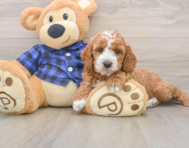 5 week old Mini Irish Doodle Puppy For Sale - Premier Pups